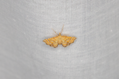 Musotima ochropteralis