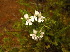Westringia cheelii