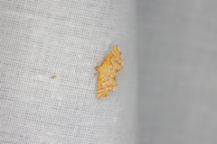 Musotima ochropteralis