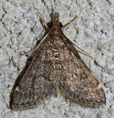 Loxostegopsis xanthocrypta