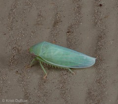 Gyponana angulata