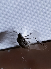 Pentatomoidea