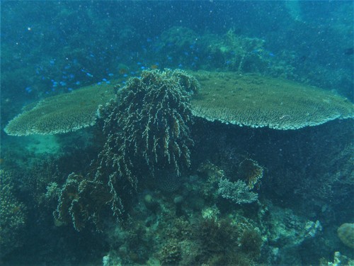 Table Coral