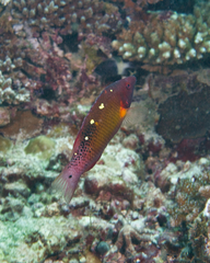 Bodianus diana