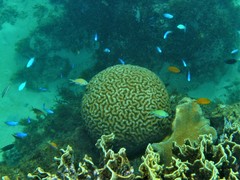 Lobophyllia agaricia