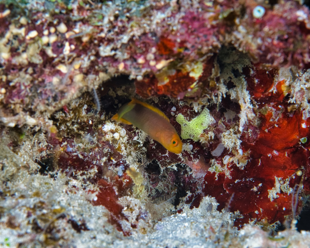Chlidichthys inornatus
