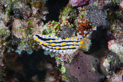 Phyllidia alyta