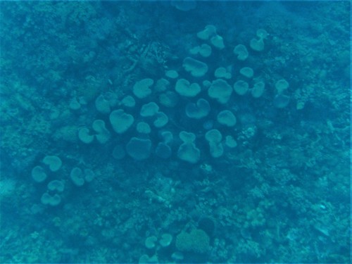 Leather Coral