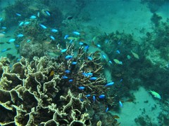 Pomacentrus coelestis