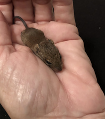 Reithrodontomys humulis