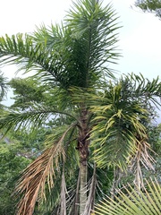 Syagrus pseudococos