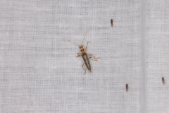 Parisopalpus nigronotatus