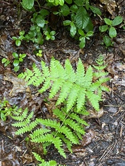 Osmundastrum cinnamomeum