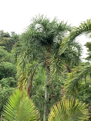 Syagrus pseudococos