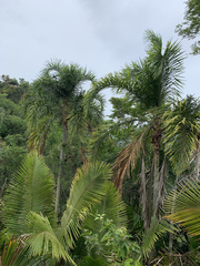 Syagrus pseudococos