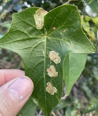 Calycomyza ipomaeae