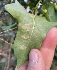 Calycomyza ipomaeae