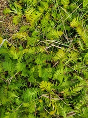 Leptinella plumosa