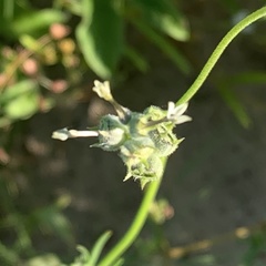 Kohautia subverticillata