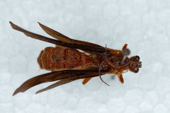 Trogus