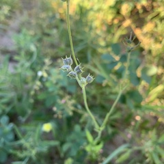 Kohautia subverticillata