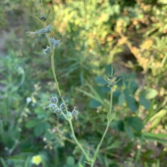 Kohautia subverticillata