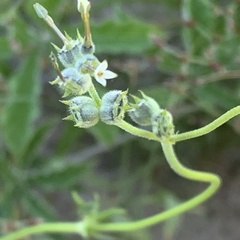 Kohautia subverticillata