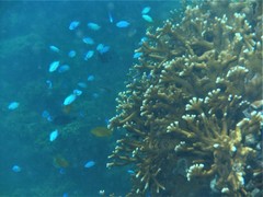 Pomacentrus coelestis