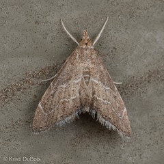 Stegea salutalis