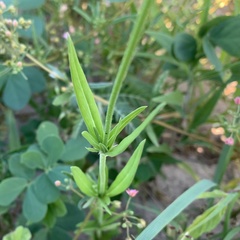 Kohautia subverticillata