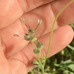 Kohautia subverticillata