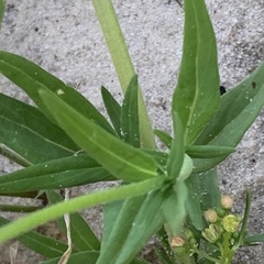 Kohautia subverticillata