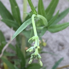 Kohautia subverticillata