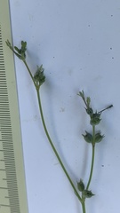 Kohautia subverticillata