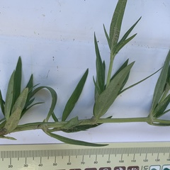 Kohautia subverticillata