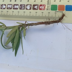 Kohautia subverticillata