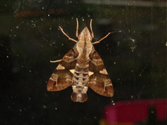 Macroglossum errans