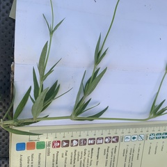 Kohautia subverticillata