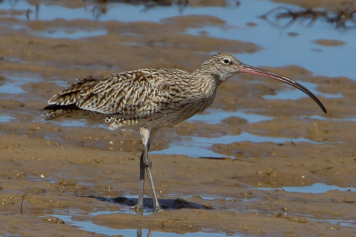 Far Eastern Curlew