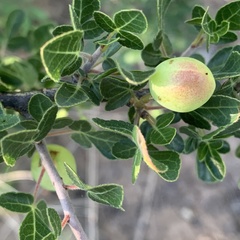 Commiphora angolensis