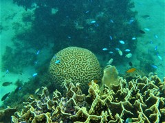 Lobophyllia agaricia