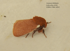 Comana albibasis