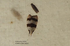 Zonopetala divisella