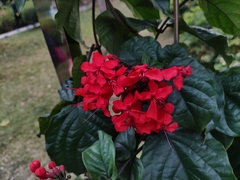 Clerodendrum splendens