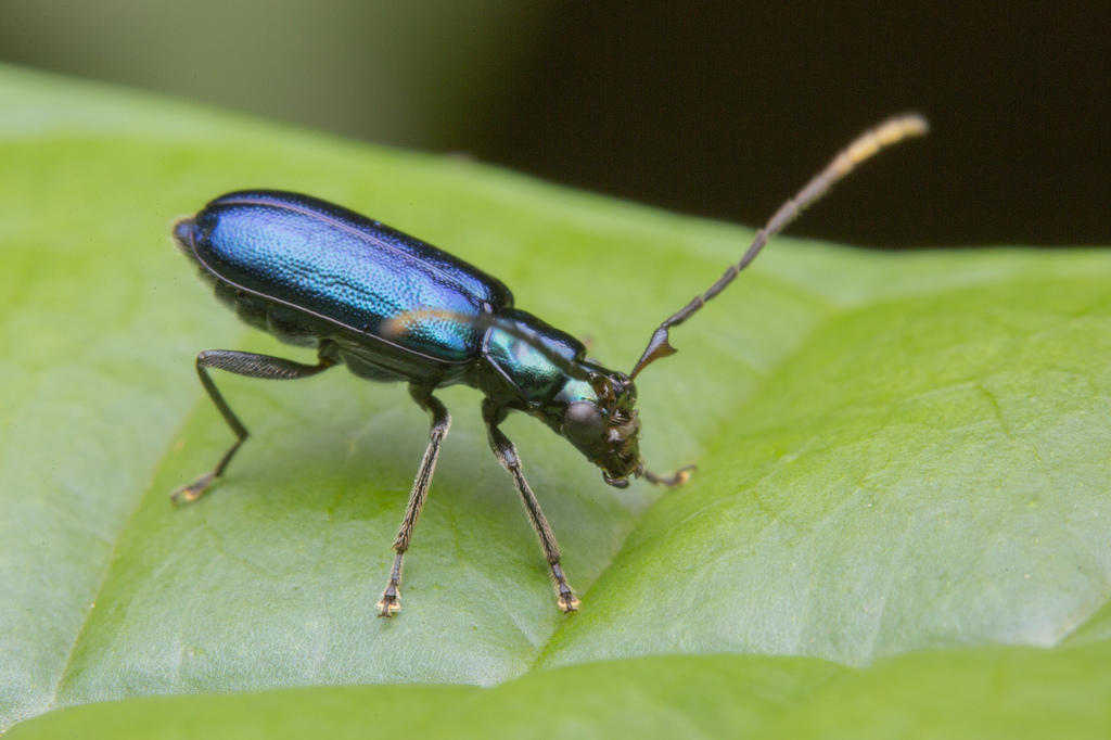Hoplosaenidea