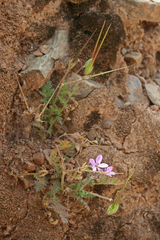 Erodium cicutarium