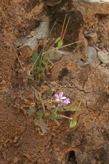 Erodium cicutarium