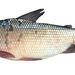 Flannel-mouth Characins - Photo (c) anonymous, some rights reserved (CC BY-SA)