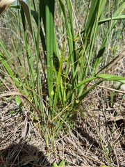 Dianella brevipedunculata