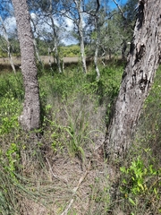 Dianella brevipedunculata